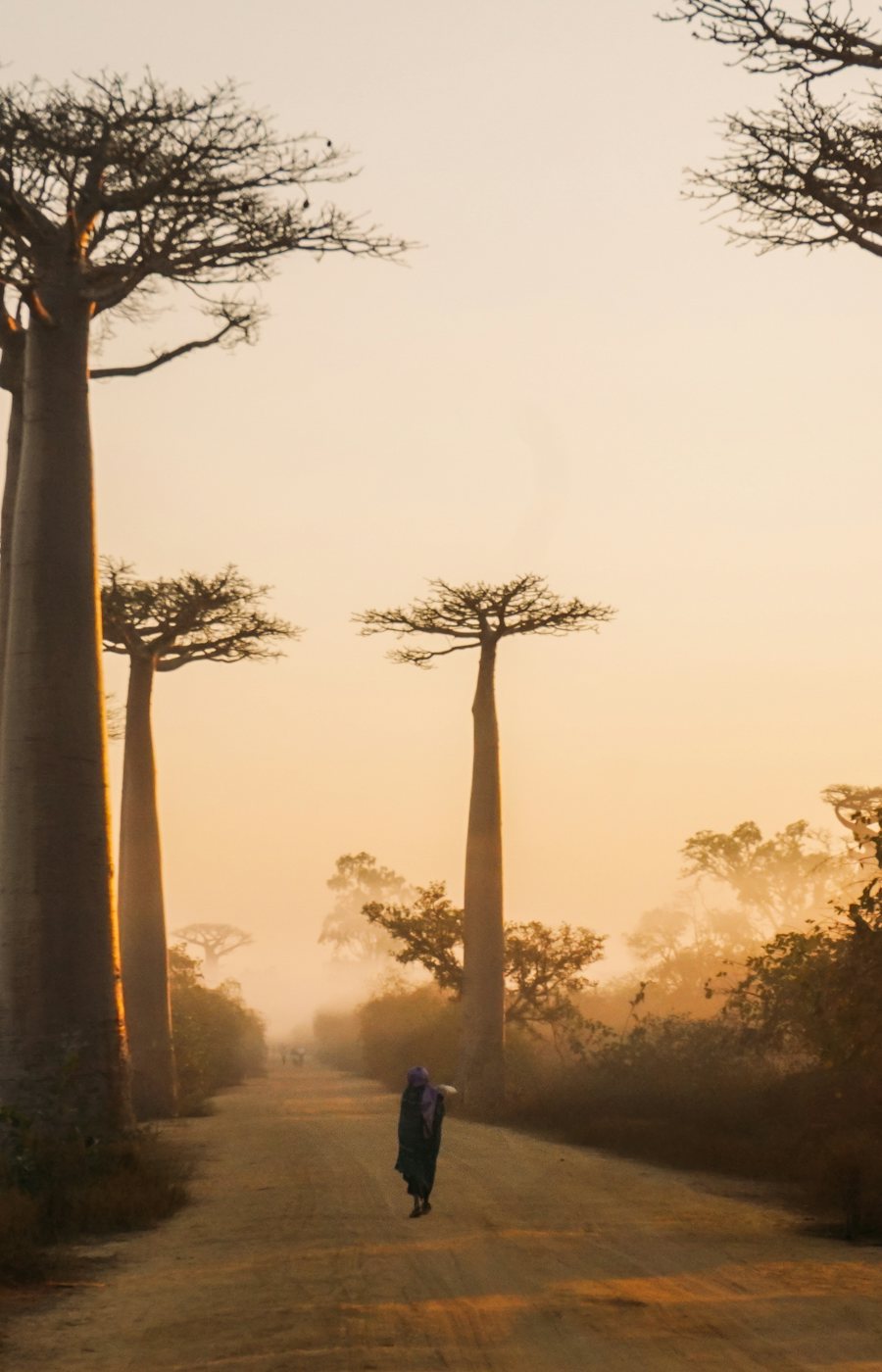 Baobab trees in warm golden dusk light