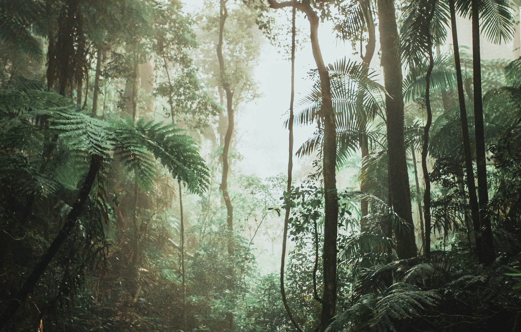 Morning mist in a tropical rainforest, with tree ferns and palms