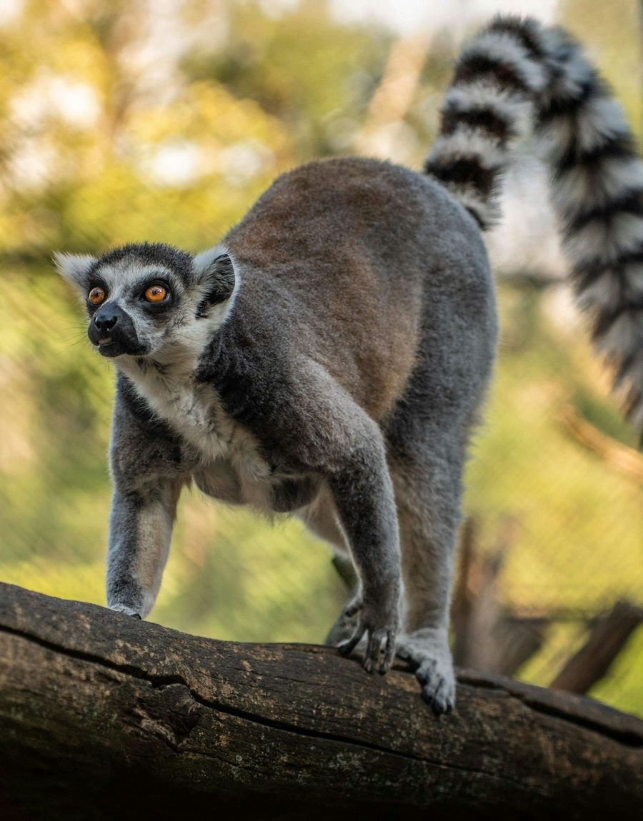 A ring-tailed lemur on a branch in warm light